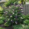 Set Van 2 - Buddleja Davidii Duo Purple White - Vlinderstruik - Hoogte 30-40 Cm - Pot 17 Cm