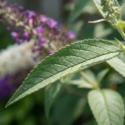 Set Van 2 - Buddleja Davidii Duo Purple White - Vlinderstruik - Hoogte 30-40 Cm - Pot 17 Cm