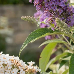 Set Van 2 - Buddleja Davidii Tricolor - Drie Kleuren Bloemen - Hoogte 30-40 Cm - Pot 17 Cm