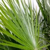 Bloomique Set Van 2 - Chamaerops Humilis - Europese Dwergpalm - Tuinplanten - Hoogte 40-50 Cm - Pot 15 Cm