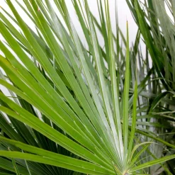 Bloomique Set Van 2 - Chamaerops Humilis - Europese Dwergpalm - Tuinplanten - Hoogte 40-50 Cm - Pot 15 Cm