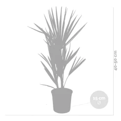 Bloomique Set Van 2 - Chamaerops Humilis - Europese Dwergpalm - Tuinplanten - Hoogte 40-50 Cm - Pot 15 Cm