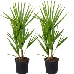 Bloomique Set Van 2 - Chamaerops Humilis - Europese Dwergpalm - Tuinplanten - Hoogte 40-50 Cm - Pot 15 Cm