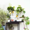 Set Van 2 - Citrus Limon - Citroen - Citrusboom - Fruitboom - Hoogte 50-70 Cm - Pot 19 Cm