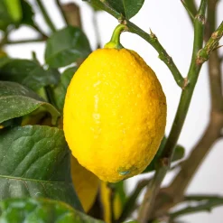 Set Van 2 - Citrus Limon - Citroen - Citrusboom - Fruitboom - Hoogte 50-70 Cm - Pot 19 Cm