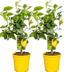 Set Van 2 - Citrus Limon - Citroen - Citrusboom - Fruitboom - Hoogte 50-70 Cm - Pot 19 Cm