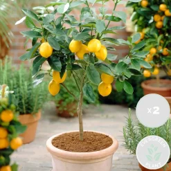 Set Van 2 - Citrus Limon - Citroen - Citrusboom - Fruitboom - Hoogte 50-70 Cm - Pot 19 Cm