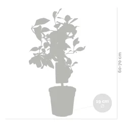 Set Van 2 - Citrus Limon - Citroen - Citrusboom - Fruitboom - Hoogte 50-70 Cm - Pot 19 Cm