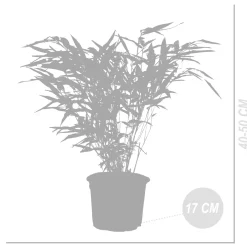 Bloomique Set Van 2 - Fargesia Rufa - Bamboe Plant - Winterhard - Tuinplanten - Hoogte 40-60 Cm - Pot 17 Cm