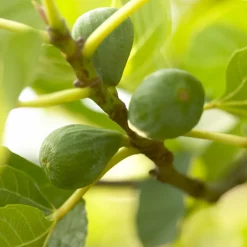 Bloomique Set Van 2 - Ficus Carica Brown Turkey - Vijgenboom - Fruitbomen - Hoogte 50-70 Cm - Pot 15 Cm