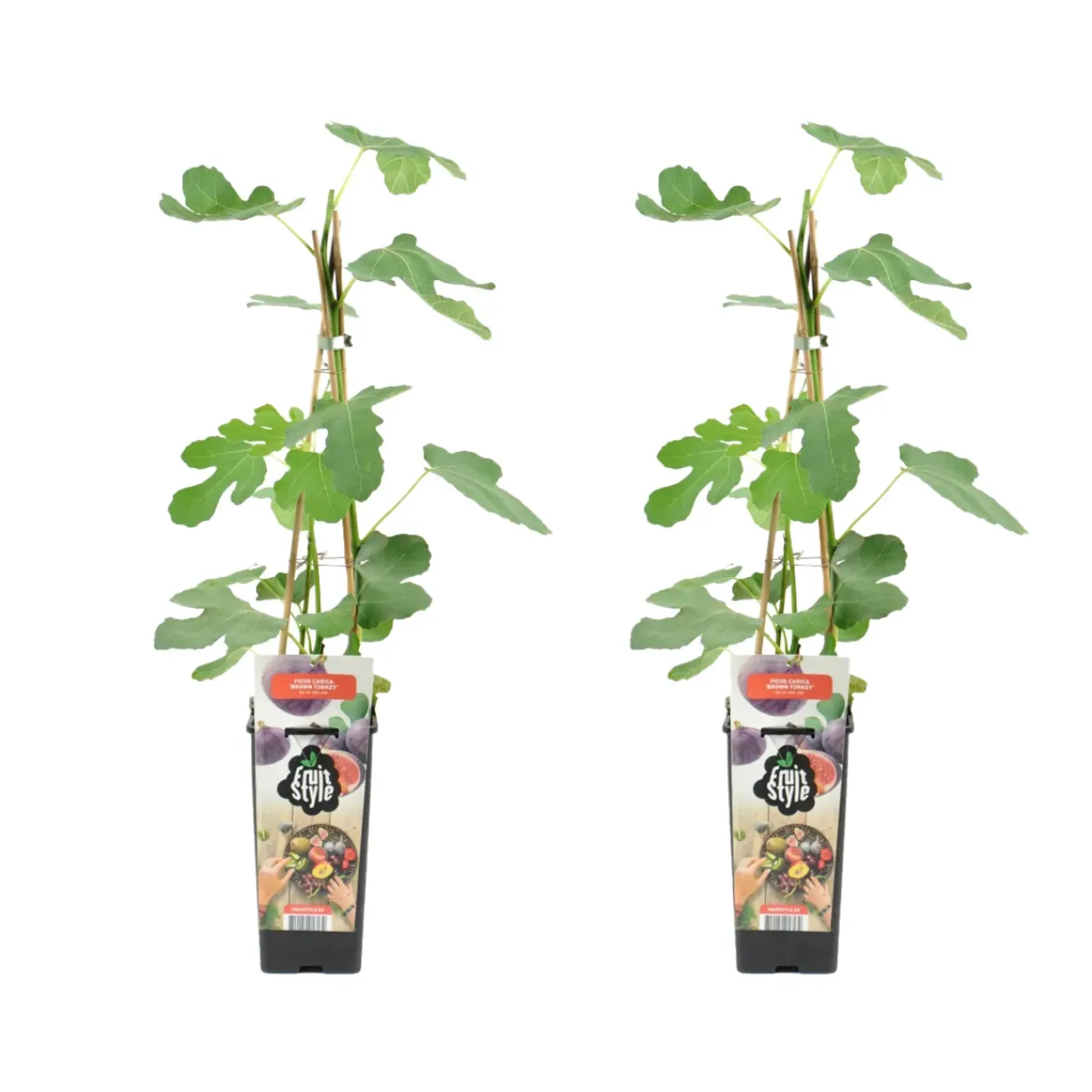 Bloomique Set Van 2 - Ficus Carica Brown Turkey - Vijgenboom - Fruitbomen - Hoogte 50-70 Cm - Pot 15 Cm