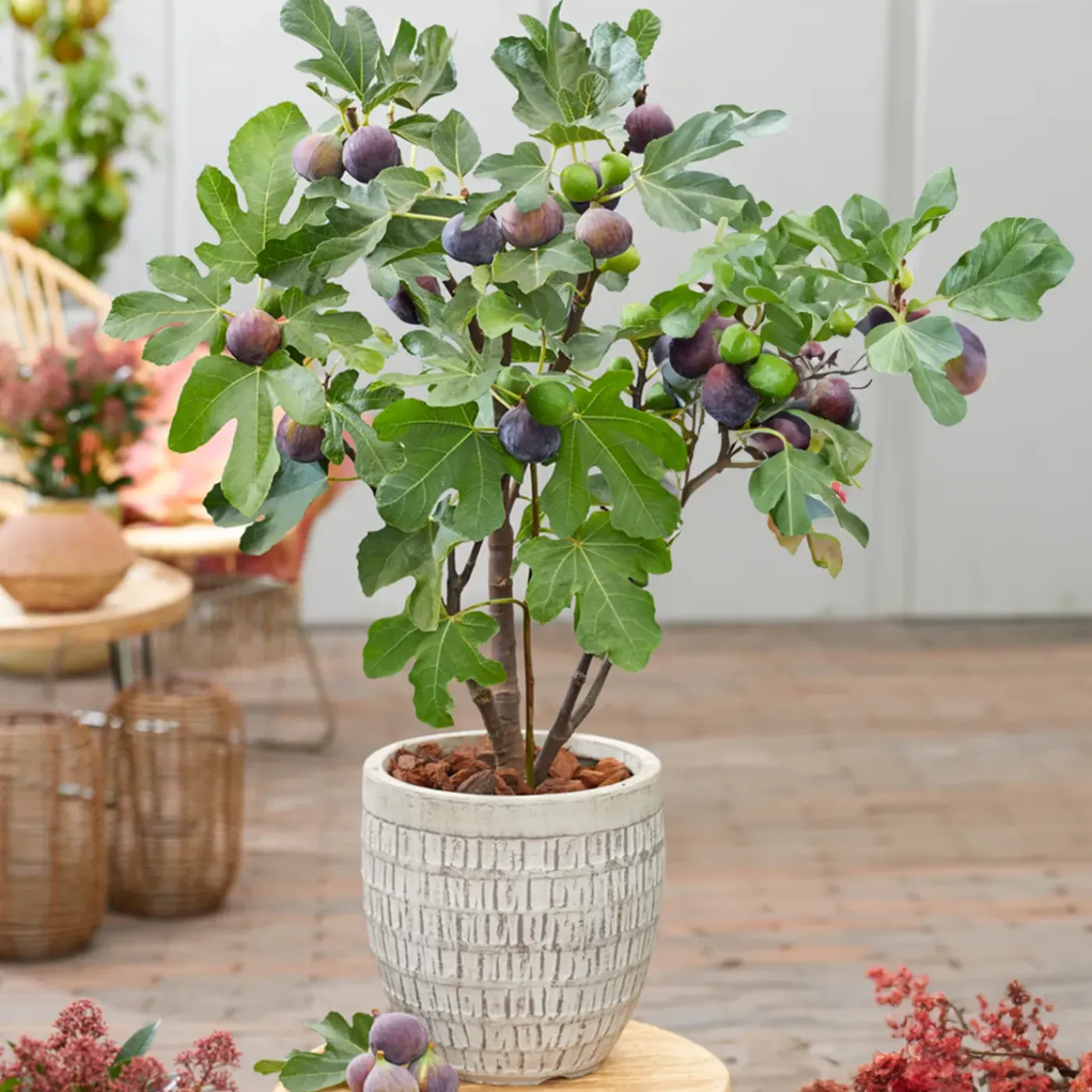 Bloomique Set Van 2 - Ficus Carica Brown Turkey - Vijgenboom - Fruitbomen - Hoogte 50-70 Cm - Pot 15 Cm