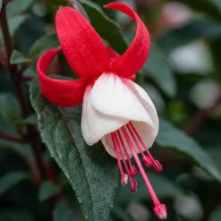 Bloomique Set Van 6 - Fuchsia Madame Cornelissen - Bellenplant - Rijkbloeiend - 10-20 Cm Hoog - 9 Cm Pot
