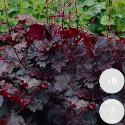 Set Van 6 - Heuchera Micrantha Palace Purple - Purperklokje - Hoogte 10-20 Cm - Pot 9x9 Cm