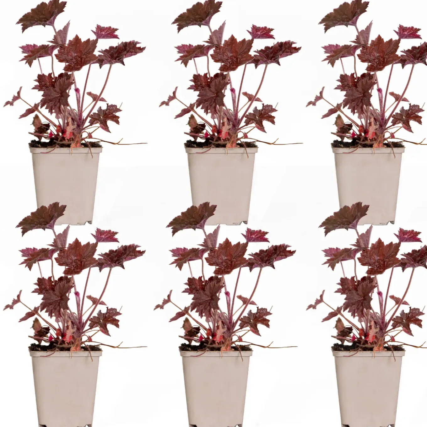 Set Van 6 - Heuchera Micrantha Palace Purple - Purperklokje - Hoogte 10-20 Cm - Pot 9x9 Cm