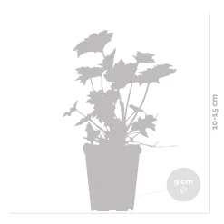 Set Van 6 - Heuchera Micrantha Palace Purple - Purperklokje - Hoogte 10-20 Cm - Pot 9x9 Cm