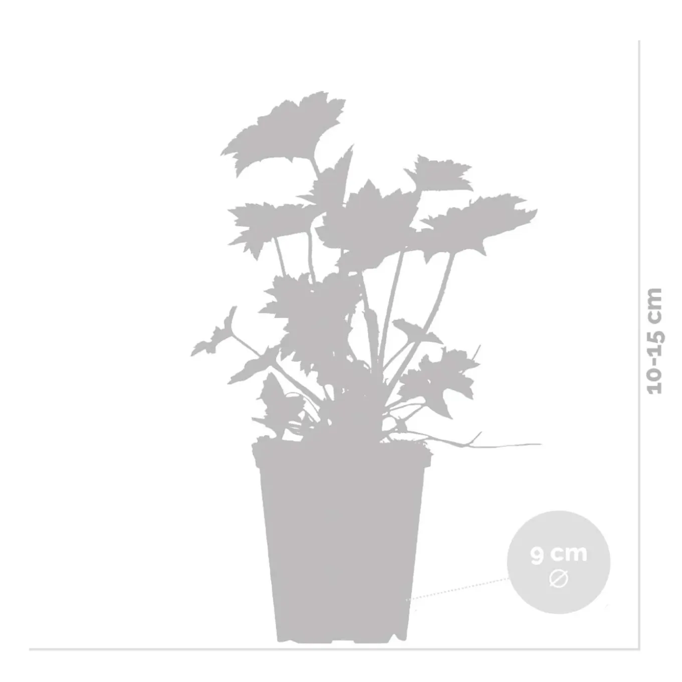 Set Van 6 - Heuchera Micrantha Palace Purple - Purperklokje - Hoogte 10-20 Cm - Pot 9x9 Cm