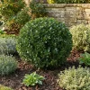 Bloomique Set Van 2 - Ilex Crenata Jenny - Japanse Hulst - Tuinplanten - 30-40cm Hoog - Pot 17cm