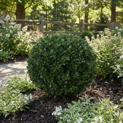 Bloomique Set Van 2 - Ilex Crenata Jenny - Japanse Hulst - Tuinplanten - 30-40cm Hoog - Pot 17cm