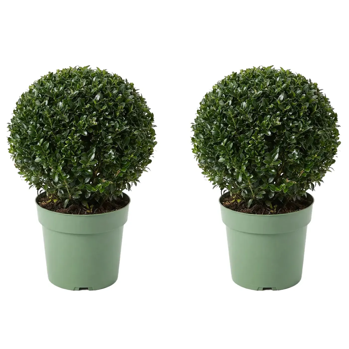 Bloomique Set Van 2 - Ilex Crenata Jenny - Japanse Hulst - Tuinplanten - 30-40cm Hoog - Pot 17cm