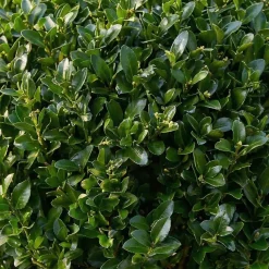 Bloomique Set Van 2 - Ilex Crenata Jenny - Japanse Hulst - Tuinplanten - 30-40cm Hoog - Pot 17cm