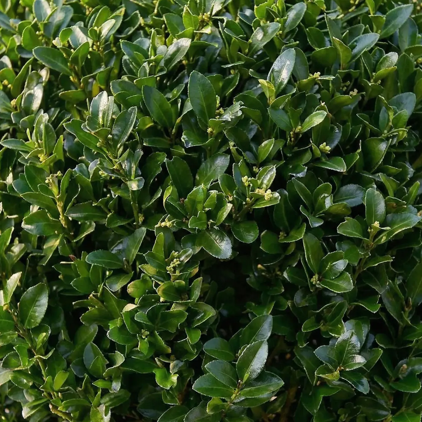 Bloomique Set Van 2 - Ilex Crenata Jenny - Japanse Hulst - Tuinplanten - 30-40cm Hoog - Pot 17cm