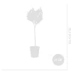 Set Van 2 - Laurus Nobilis - Echte Laurier Op Stam- Laurier Plant - 80-100 Cm Hoog - Pot 21 Cm