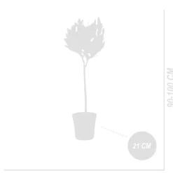 Set Van 2 - Laurus Nobilis - Echte Laurier Op Stam- Laurier Plant - 80-100 Cm Hoog - Pot 21 Cm