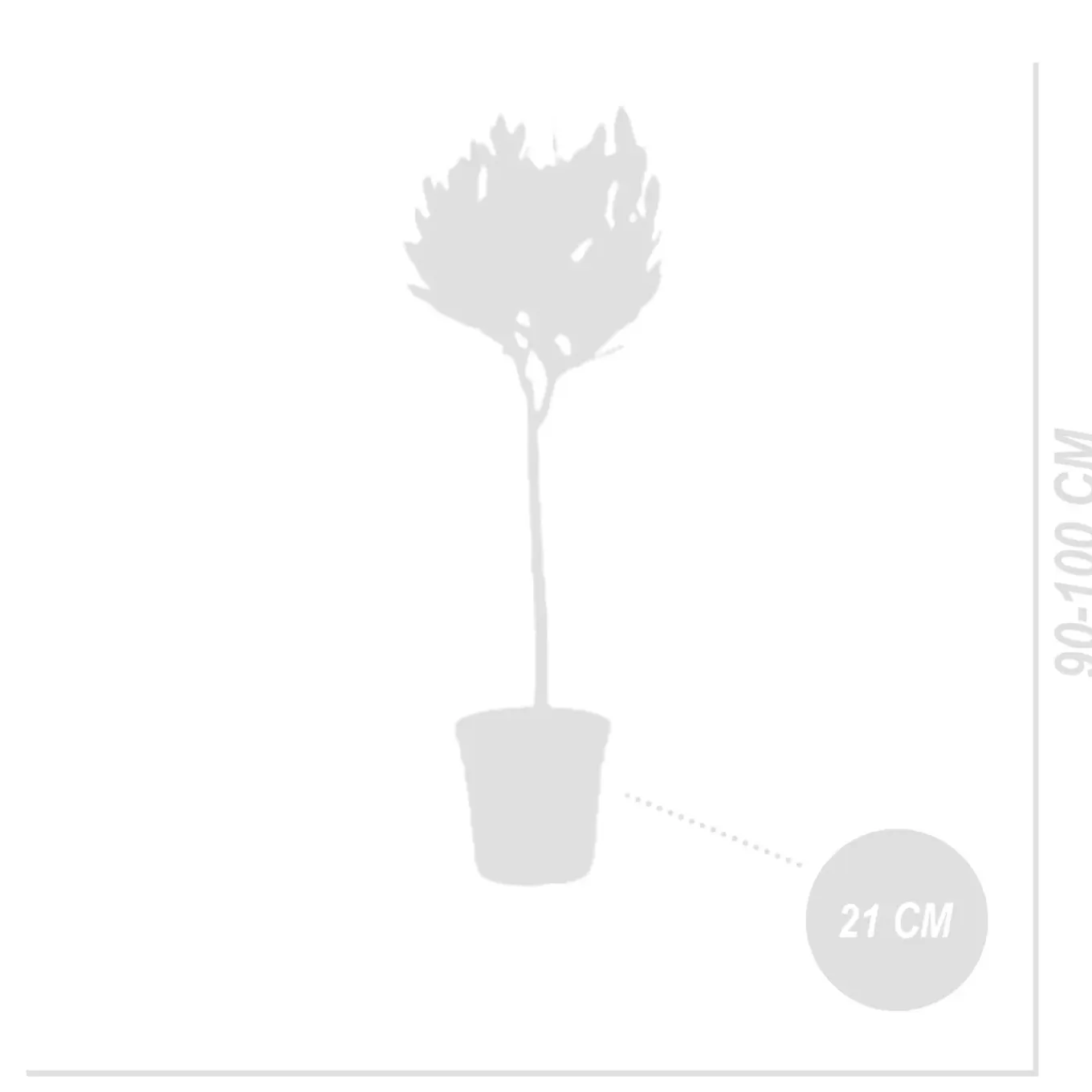 Set Van 2 - Laurus Nobilis - Echte Laurier Op Stam- Laurier Plant - 80-100 Cm Hoog - Pot 21 Cm