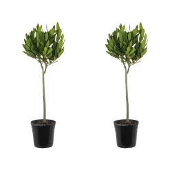 Set Van 2 - Laurus Nobilis - Echte Laurier Op Stam- Laurier Plant - 80-100 Cm Hoog - Pot 21 Cm