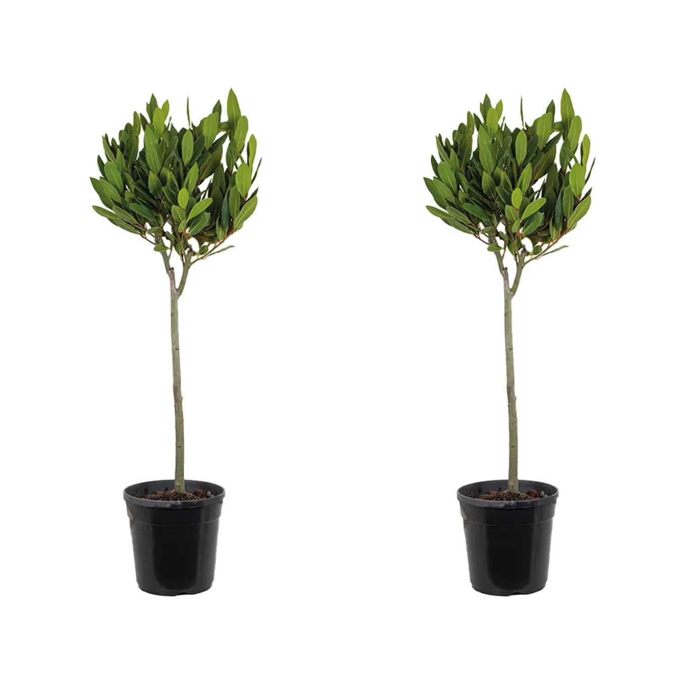 Set Van 2 - Laurus Nobilis - Echte Laurier Op Stam- Laurier Plant - 80-100 Cm Hoog - Pot 21 Cm