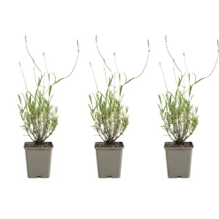 Set Van 3 - Lavandula Angustifolia ‘dwarf Blue’ - Lavendel - Vaste Plant - 10-20 Cm Hoog - 9 Cm Pot