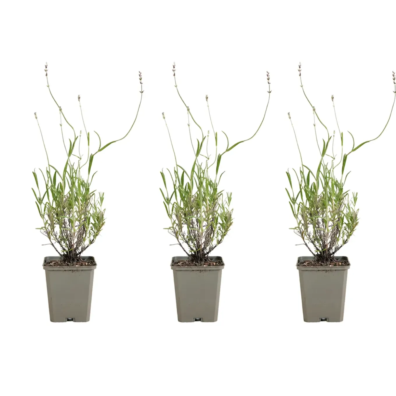 Set Van 3 - Lavandula Angustifolia ‘dwarf Blue’ - Lavendel - Vaste Plant - 10-20 Cm Hoog - 9 Cm Pot