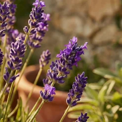 Set Van 3 - Lavandula Angustifolia ‘dwarf Blue’ - Lavendel - Vaste Plant - 10-20 Cm Hoog - 9 Cm Pot