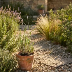 Set Van 3 - Lavandula Angustifolia ‘dwarf Blue’ - Lavendel - Vaste Plant - 10-20 Cm Hoog - 9 Cm Pot