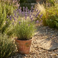 Set Van 3 - Lavandula Angustifolia ‘dwarf Blue’ - Lavendel - Vaste Plant - 10-20 Cm Hoog - 9 Cm Pot