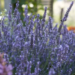 Bloomique Set Van 6 - Lavandula Angustifolia - Lavendel Plant - Tuinplanten - Hoogte 15-20 Cm - Kluit 7 Cm