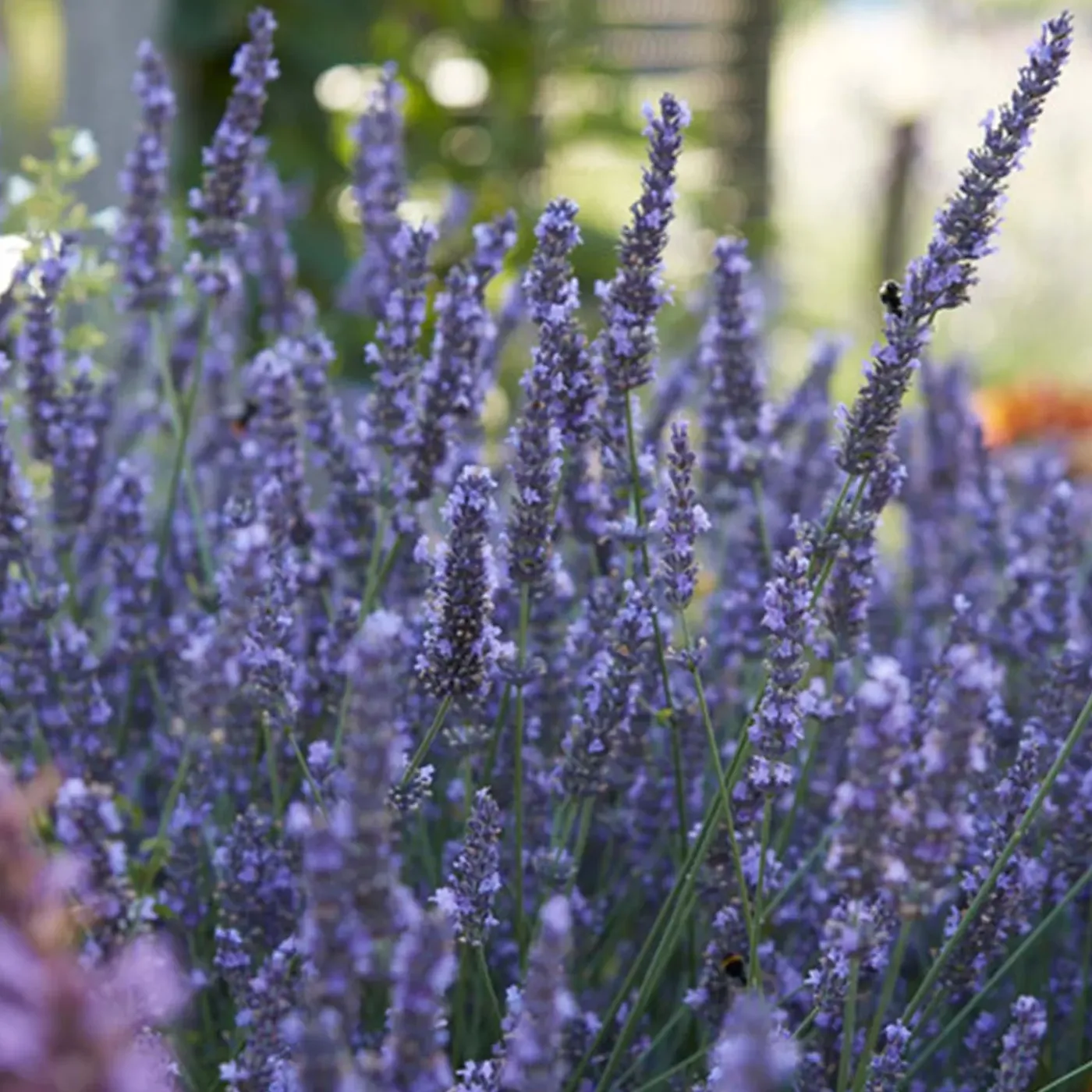 Bloomique Set Van 6 - Lavandula Angustifolia - Lavendel Plant - Tuinplanten - Hoogte 15-20 Cm - Kluit 7 Cm
