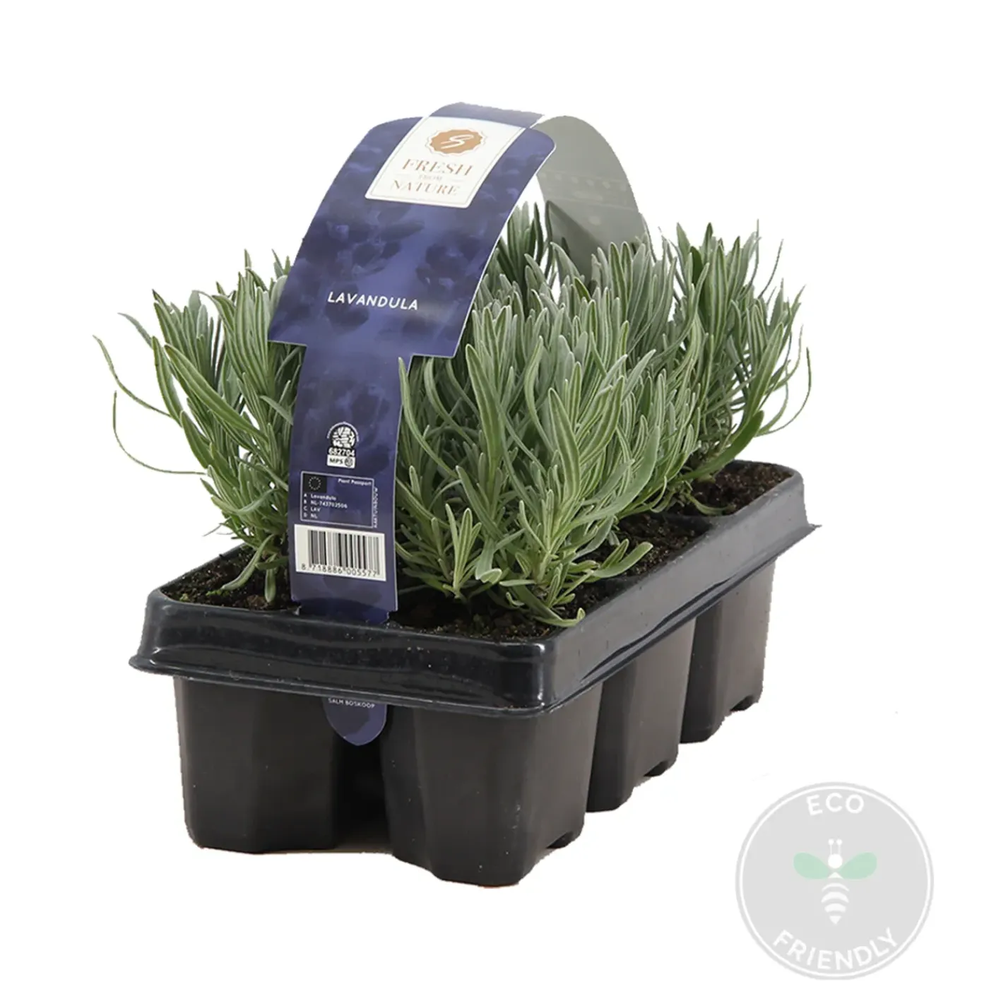 Bloomique Set Van 6 - Lavandula Angustifolia - Lavendel Plant - Tuinplanten - Hoogte 15-20 Cm - Kluit 7 Cm