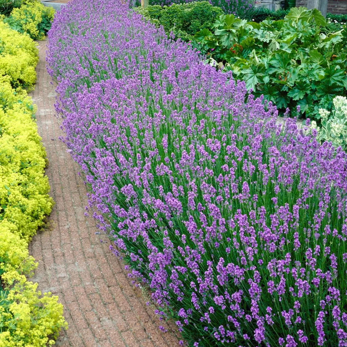 Bloomique Set Van 6 - Lavandula Angustifolia - Lavendel Plant - Tuinplanten - Hoogte 15-20 Cm - Kluit 7 Cm