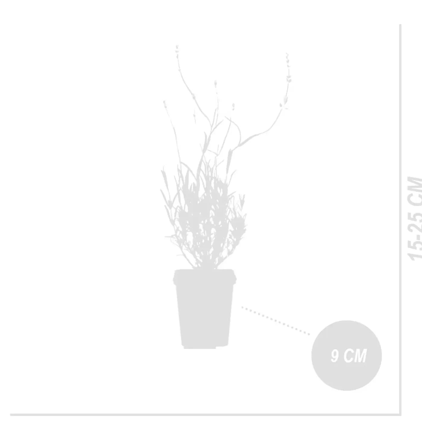 Bloomique Set Van 6 - Lavandula Angustifolia ‘dwarf Blue’ - Lavendel - Vaste Plant - 10-20 Cm Hoog - 9 Cm Pot