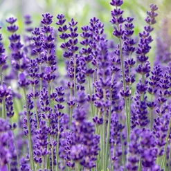 Bloomique Set Van 6 - Lavandula Angustifolia ‘dwarf Blue’ - Lavendel - Vaste Plant - 10-20 Cm Hoog - 9 Cm Pot