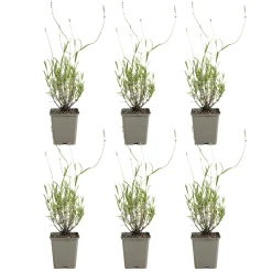 Bloomique Set Van 6 - Lavandula Angustifolia ‘dwarf Blue’ - Lavendel - Vaste Plant - 10-20 Cm Hoog - 9 Cm Pot