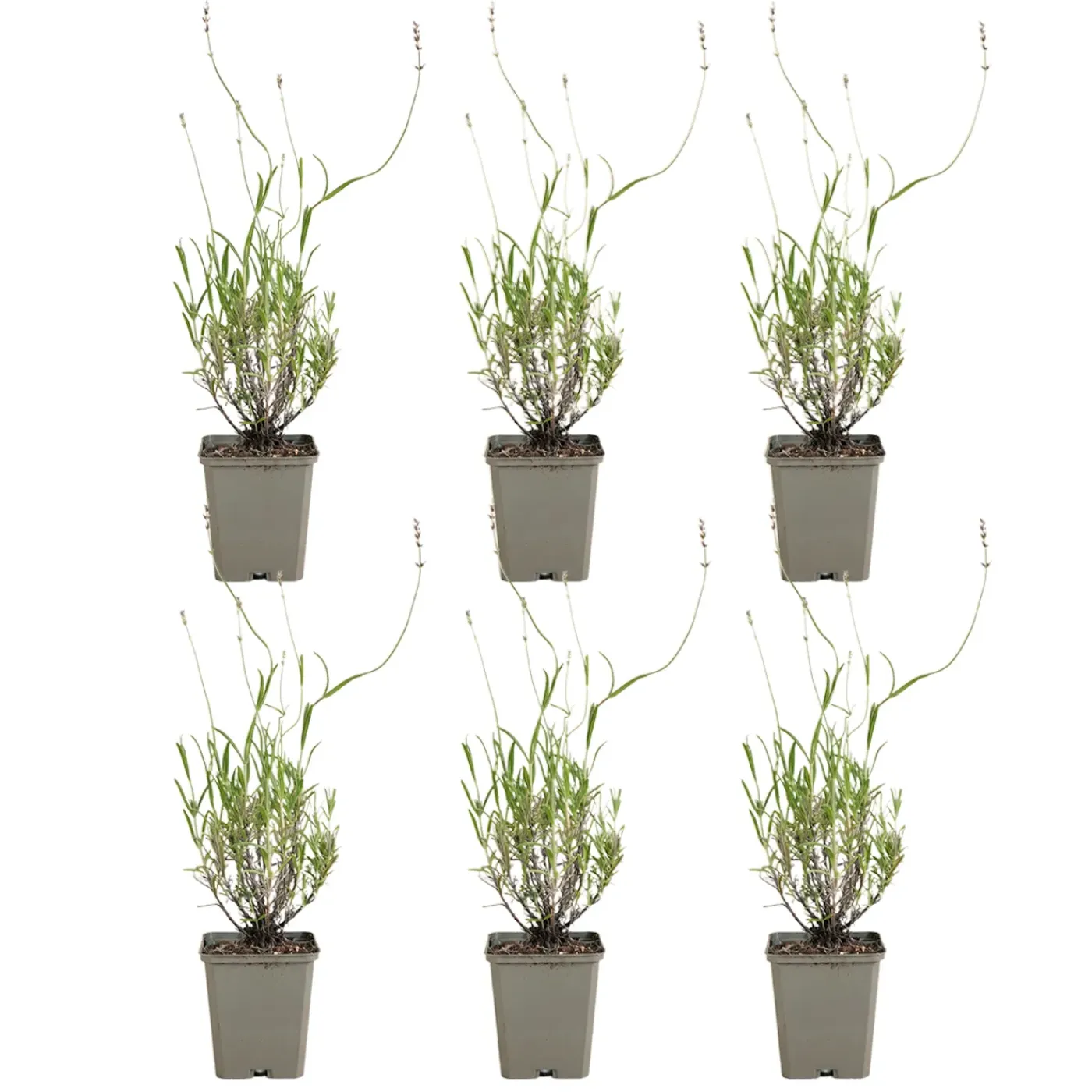 Bloomique Set Van 6 - Lavandula Angustifolia ‘dwarf Blue’ - Lavendel - Vaste Plant - 10-20 Cm Hoog - 9 Cm Pot