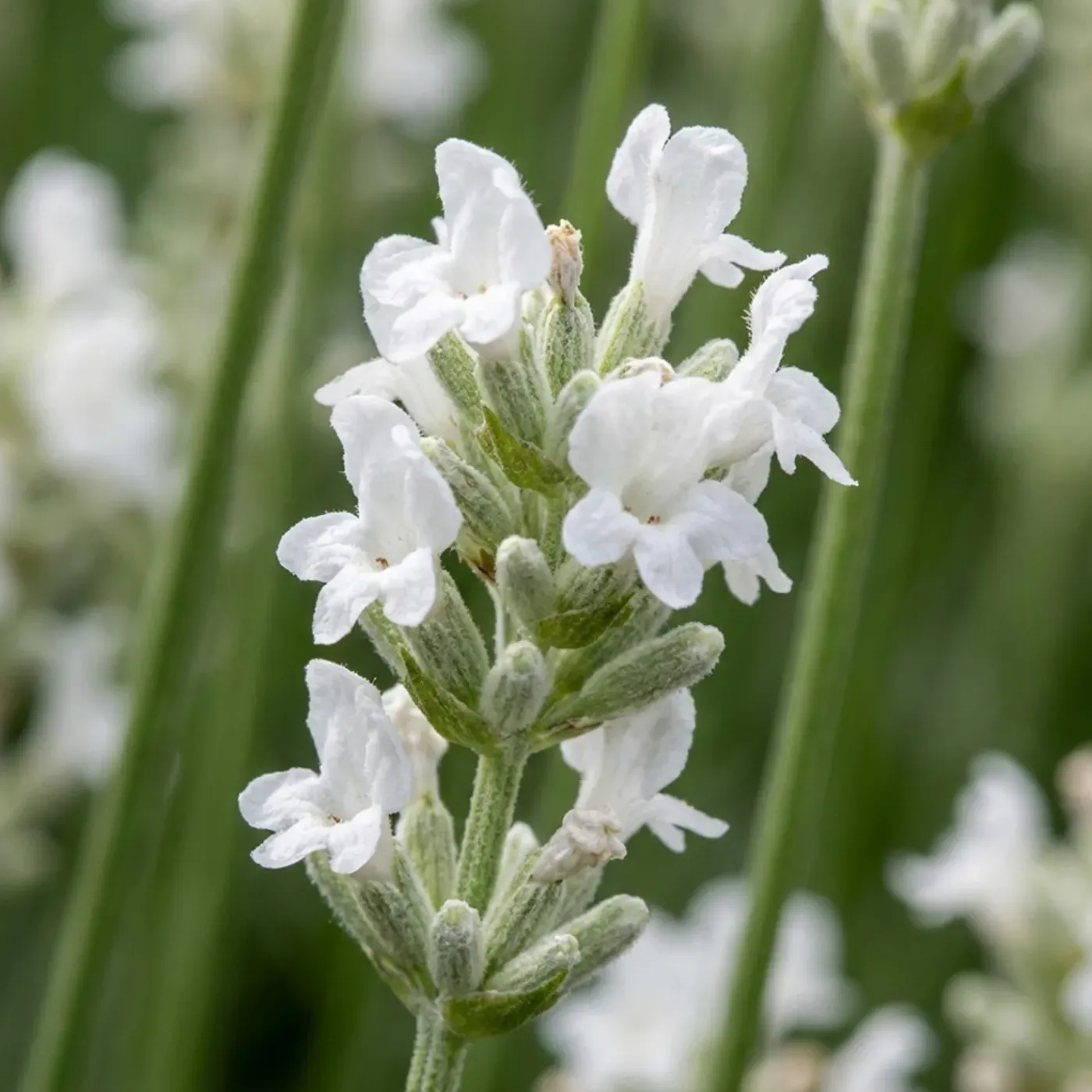 Bloomique Set Van 6 - Lavandula Edelweiss - Echte Lavendel - Geurend - Vaste Plant - 10-20cm Hoog - Pot 9cm