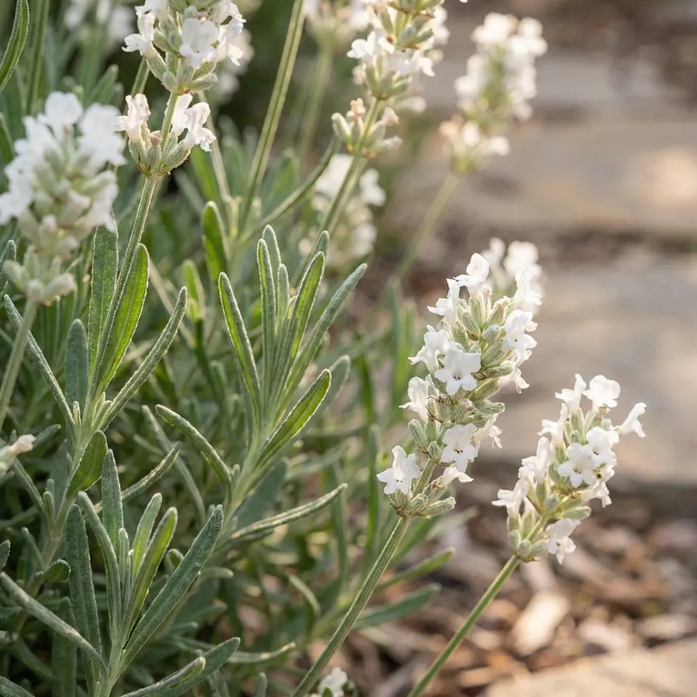 Bloomique Set Van 6 - Lavandula Edelweiss - Echte Lavendel - Geurend - Vaste Plant - 10-20cm Hoog - Pot 9cm