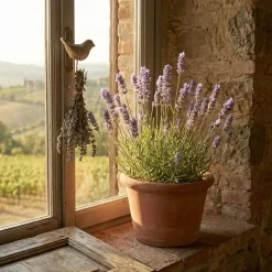 Set Van 3 - Lavandula Munstead - Echte Lavendel - Geurend - Vaste Plant - 10-20cm Hoog - Pot 9cm