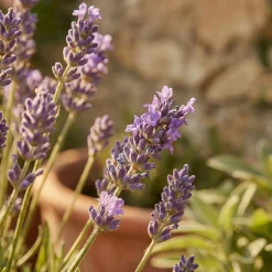 Set Van 3 - Lavandula Munstead - Echte Lavendel - Geurend - Vaste Plant - 10-20cm Hoog - Pot 9cm