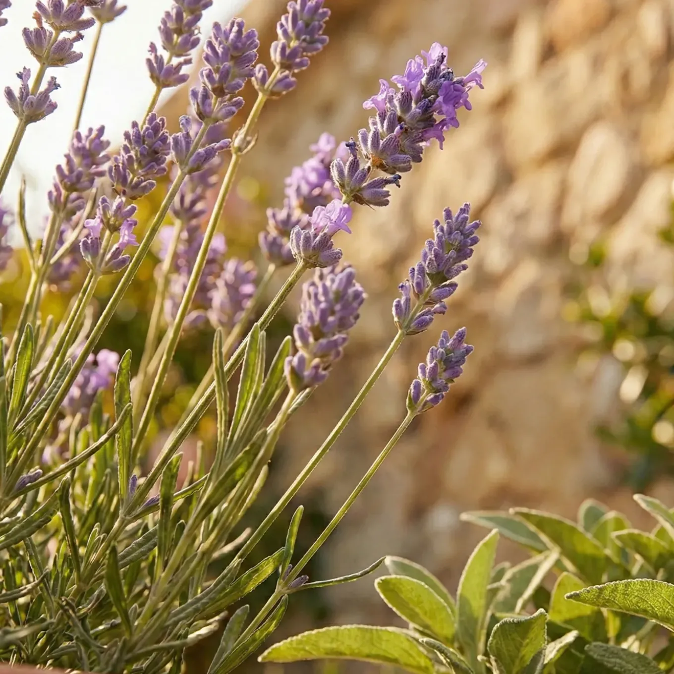 Set Van 6 - Lavandula Munstead - Echte Lavendel - Geurend - Vaste Plant - 10-20cm Hoog - Pot 9cm