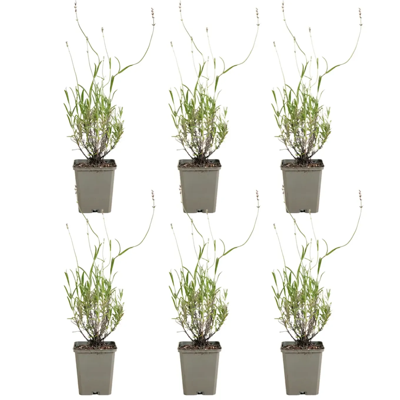 Set Van 6 - Lavandula Munstead - Echte Lavendel - Geurend - Vaste Plant - 10-20cm Hoog - Pot 9cm